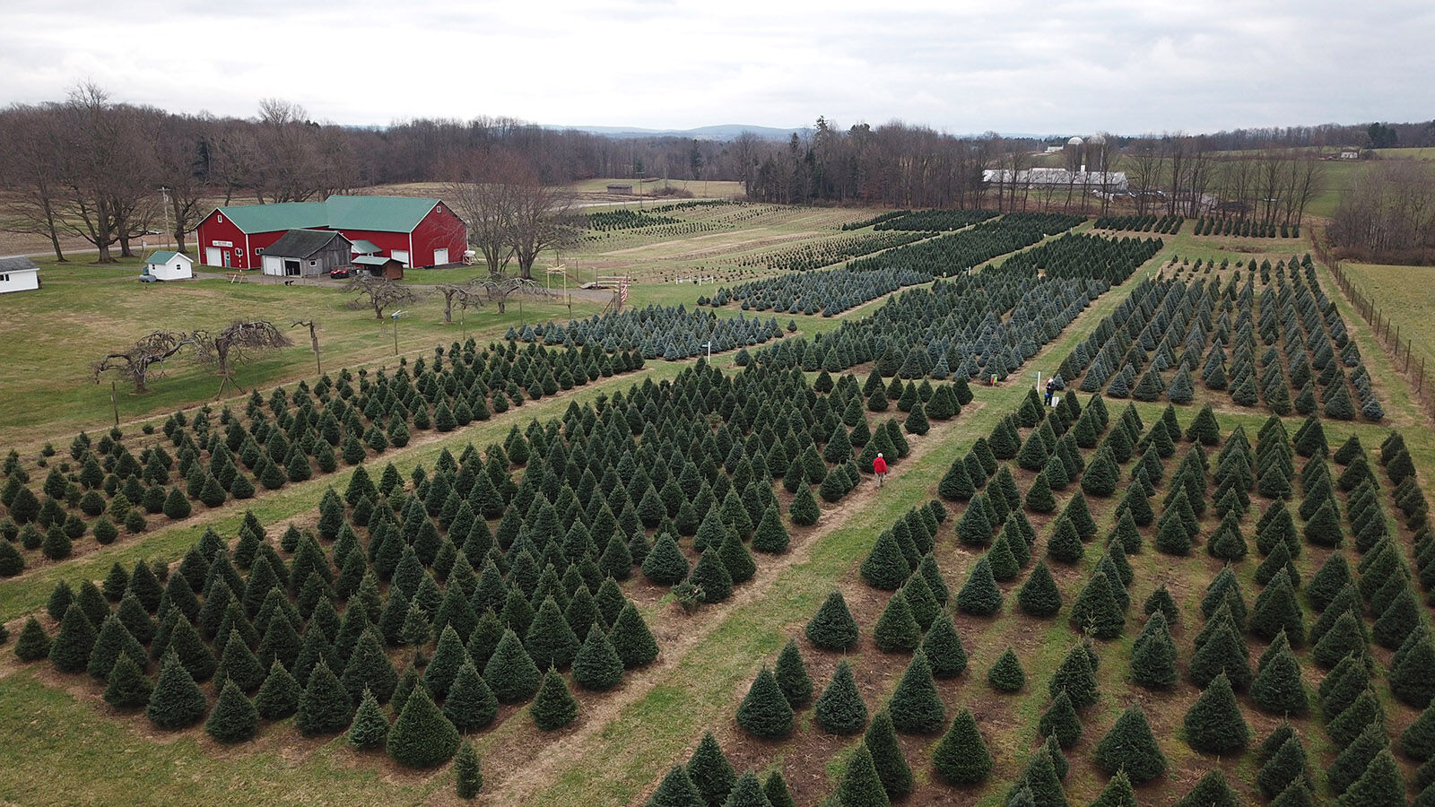 Red Barn Christmas Tree Farm (copy) (copy)